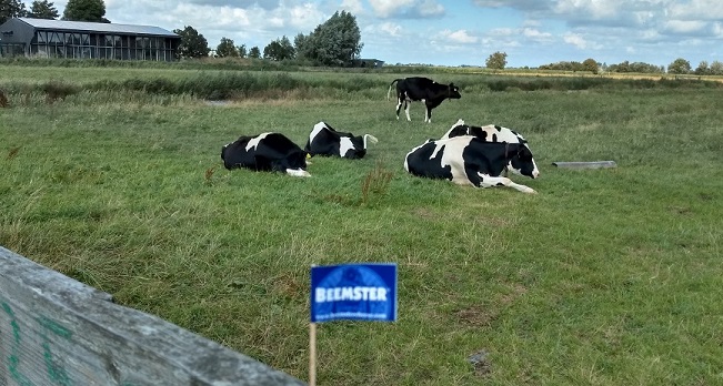 2019 Zaanse Schans c